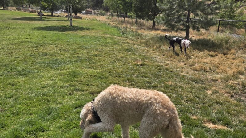 Discovery Park Dog Park - Bend, OR