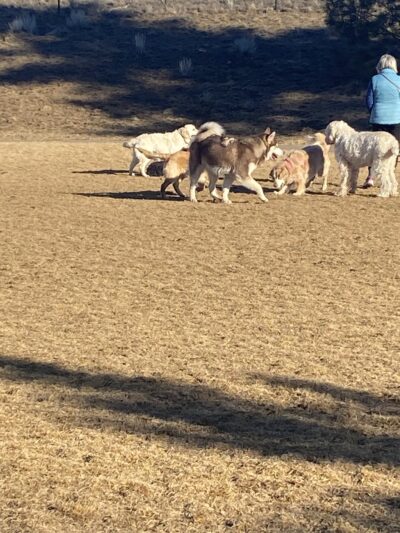 Discovery Park Dog Park - Bend, OR