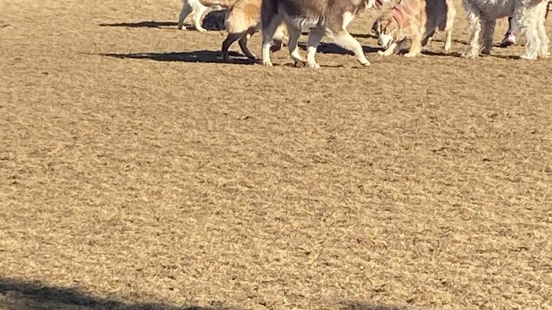 Discovery Park Dog Park - Bend, OR