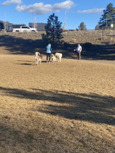 Discovery Park Dog Park - Bend, OR