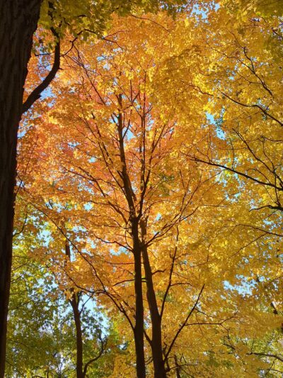 Breiter Palm Park - Bensenville, IL