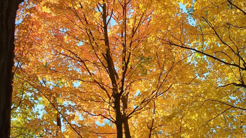 Breiter Palm Park - Bensenville, IL