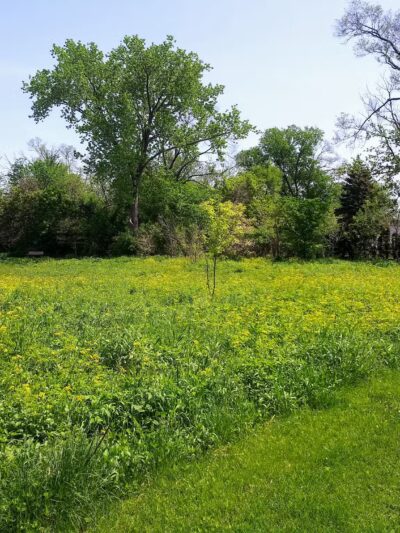 Breiter Palm Park - Bensenville, IL