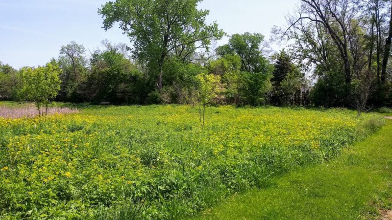 Breiter Palm Park - Bensenville, IL