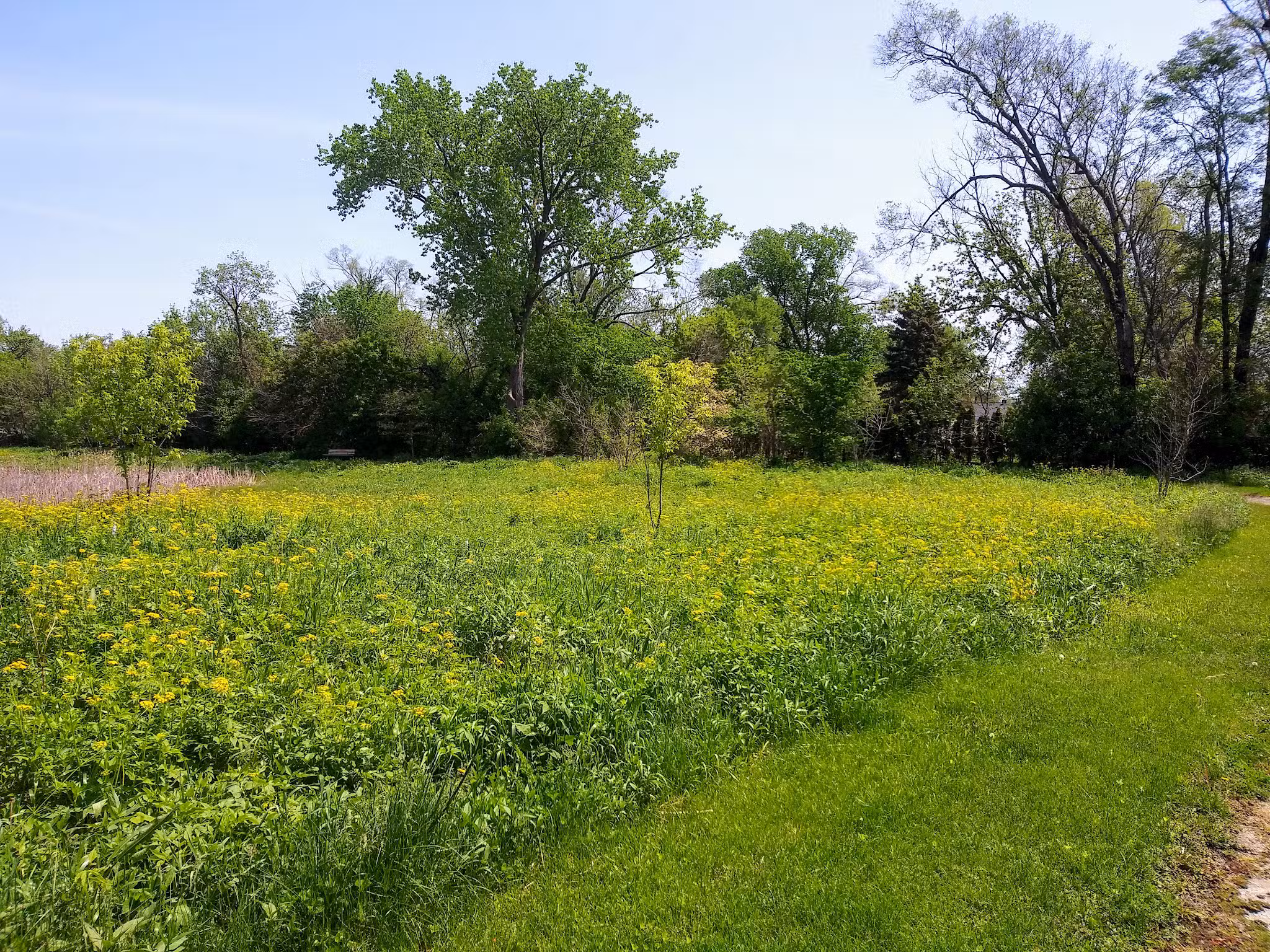 Breiter Palm Park - Bensenville, IL