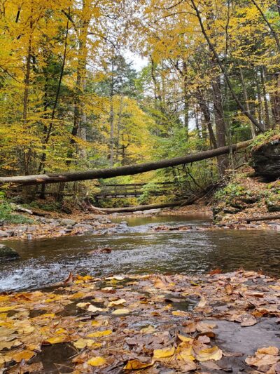 Evergreen Trail at Ricketts Glen - Benton, PA