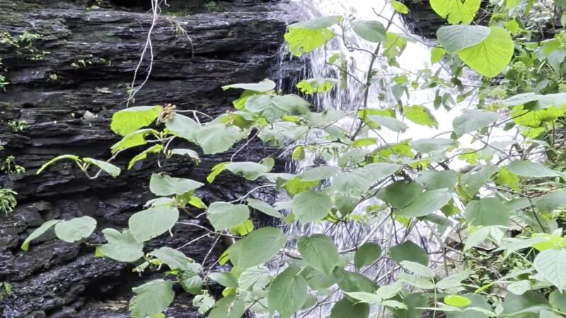 Falls Trail - Benton, PA