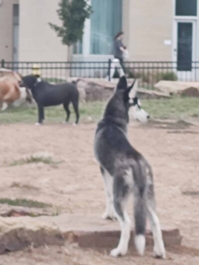 Orchards Dog Park - Bentonville, AR