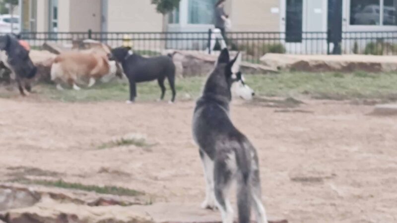 Orchards Dog Park - Bentonville, AR