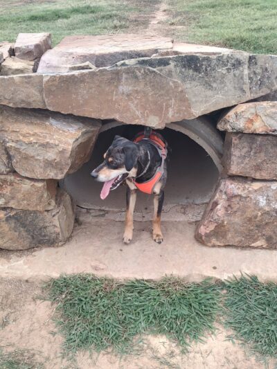 Orchards Dog Park - Bentonville, AR