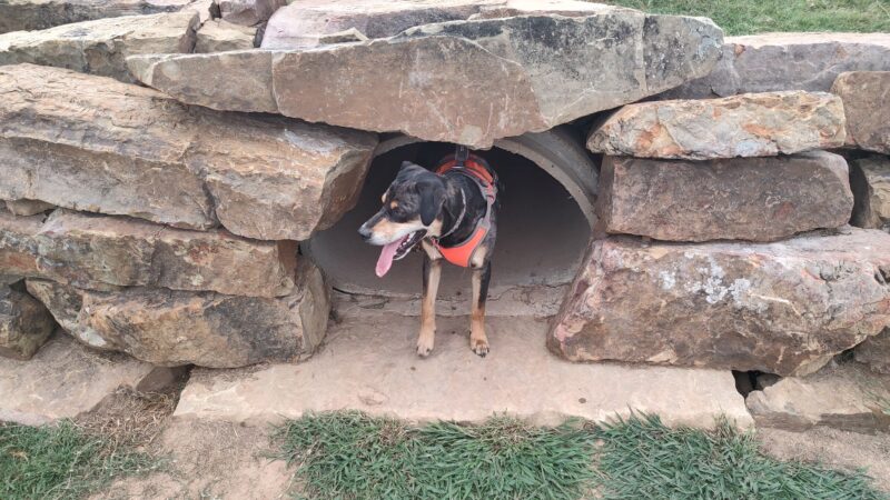 Orchards Dog Park - Bentonville, AR