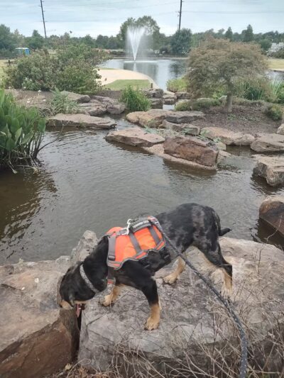 Orchards Dog Park - Bentonville, AR