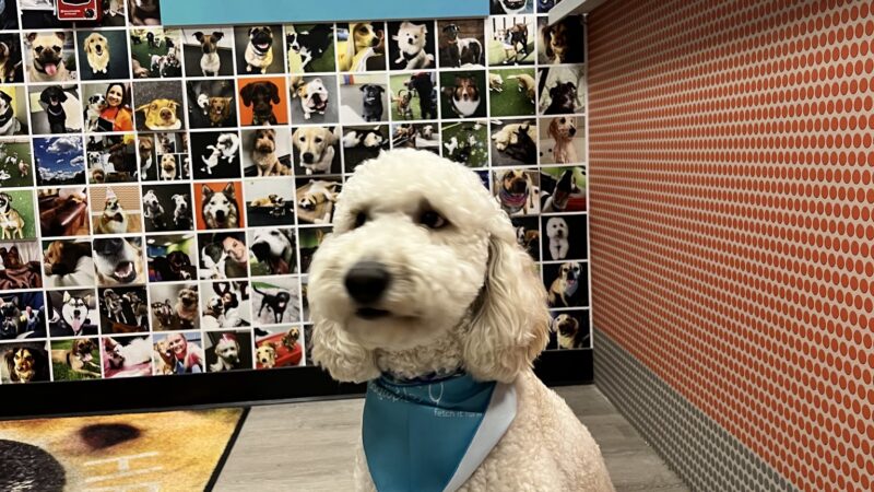 Dogtopia of Berkeley Heights - Berkeley Heights, NJ