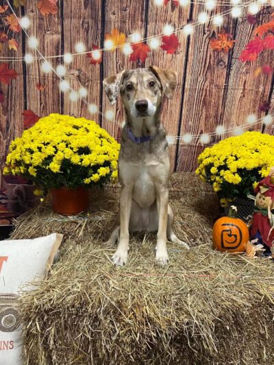 Dogtopia of Berkeley Heights - Berkeley Heights, NJ