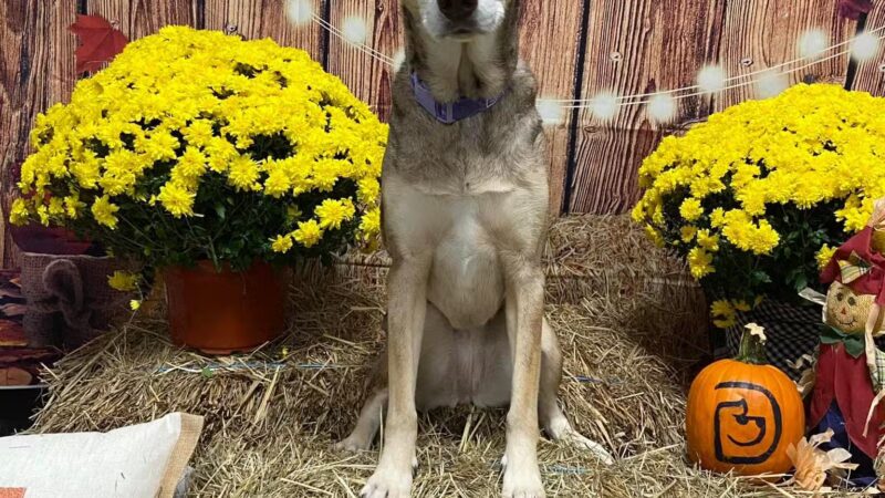 Dogtopia of Berkeley Heights - Berkeley Heights, NJ
