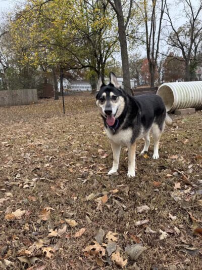 Berryville dog park - Berryville, AR