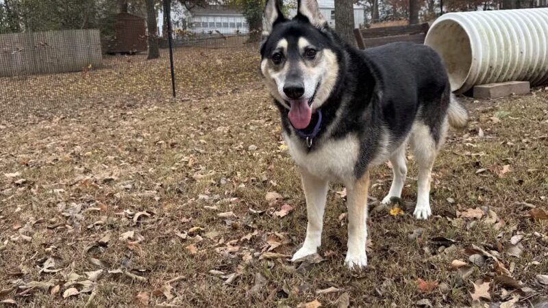 Berryville dog park - Berryville, AR
