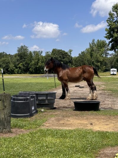 Whippoorwill Camp Ground - Beulaville, NC