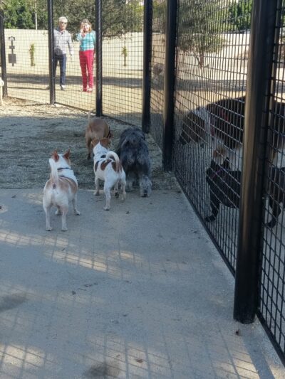 Beverly Hills Dog Park - Beverly Hills, CA