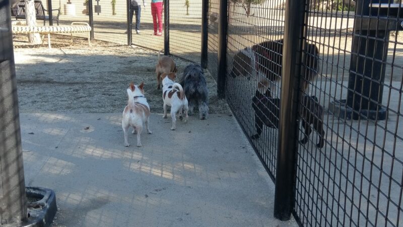 Beverly Hills Dog Park - Beverly Hills, CA