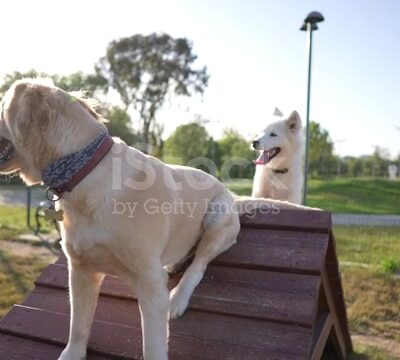 Beverly Hills Dog Park - Beverly Hills, CA