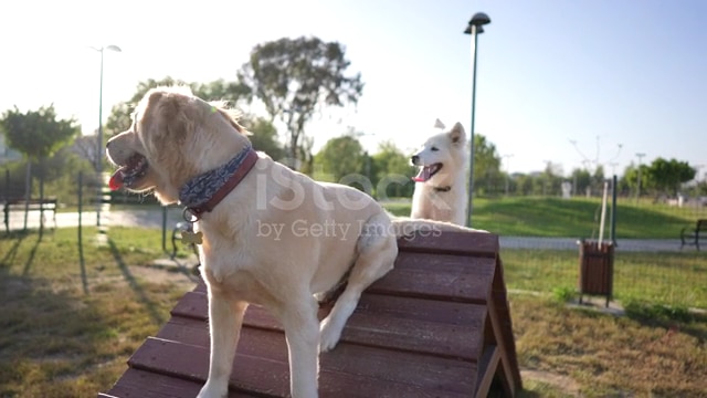 Beverly Hills Dog Park - Beverly Hills, CA