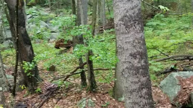 Clifford Park - Biddeford, ME