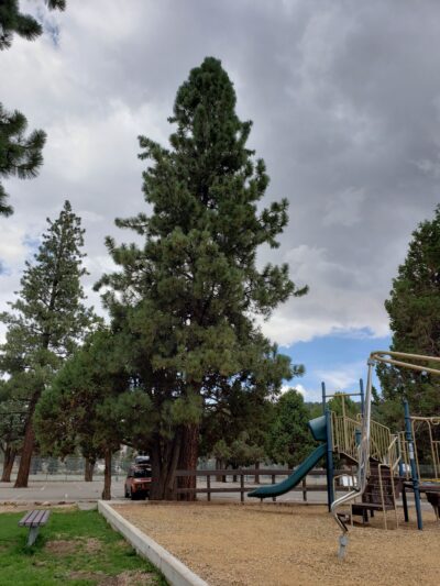 Bark Park Dog Park - Big Bear, CA