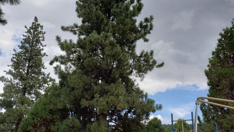 Bark Park Dog Park - Big Bear, CA