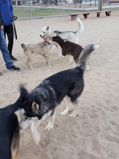Bark Park Dog Park - Big Bear, CA