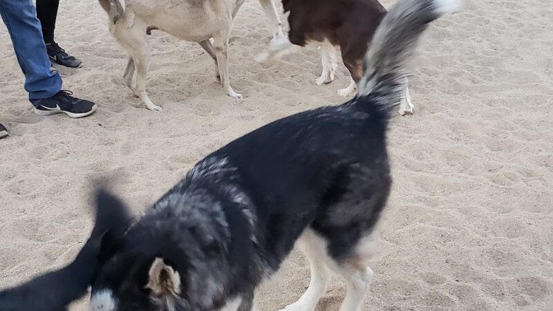 Bark Park Dog Park - Big Bear, CA