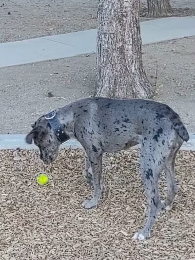 Erwin Lake Park - Big Bear, CA