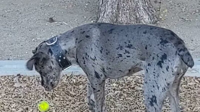Erwin Lake Park - Big Bear, CA