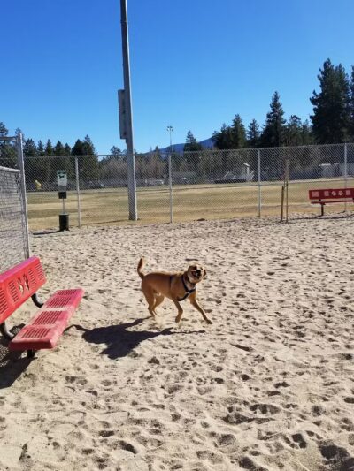 Bark Park - Big Bear Lake, CA