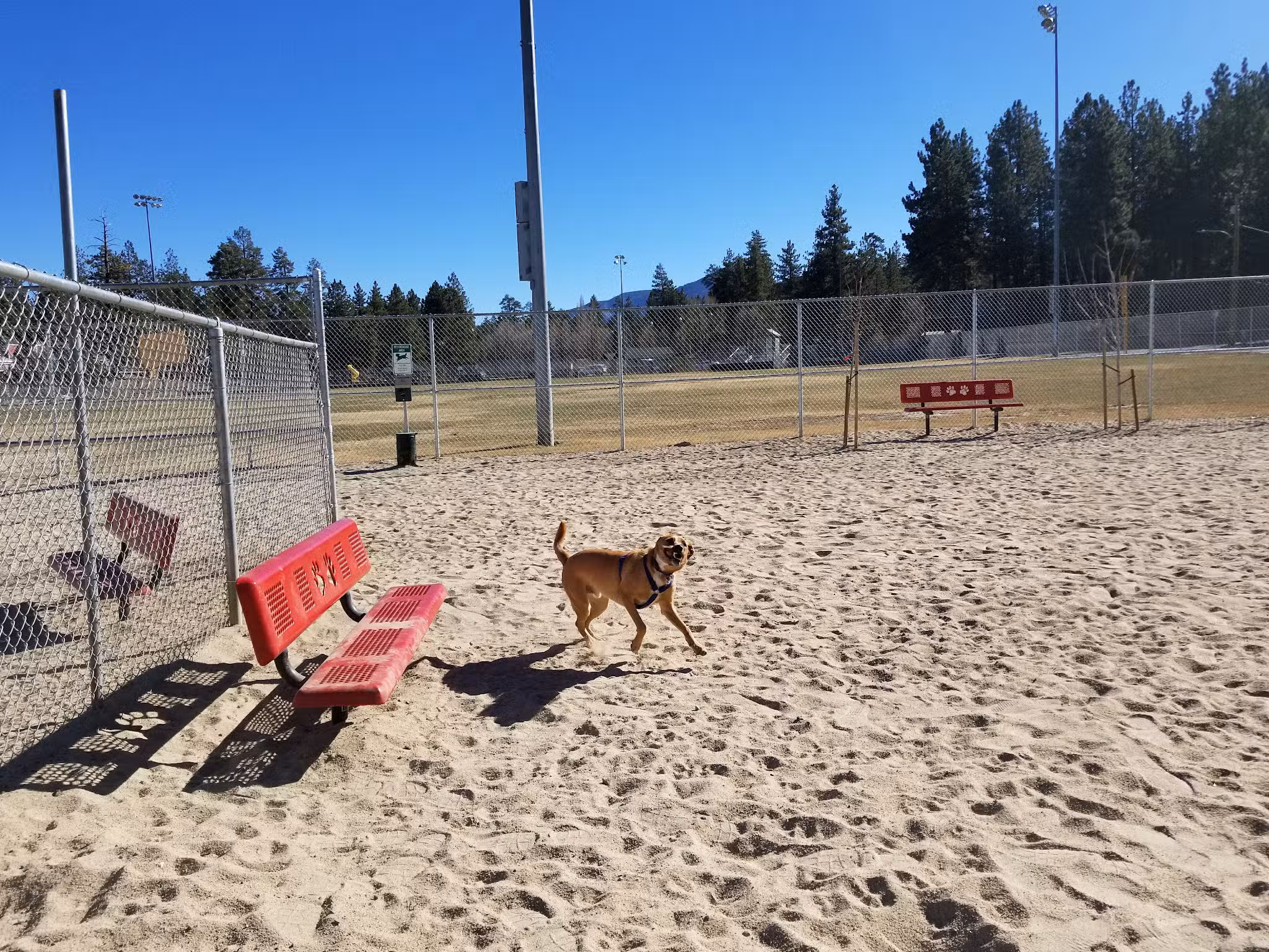 Bark Park - Big Bear Lake, CA