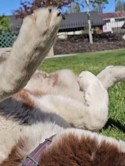 Bark Park - Big Bear Lake, CA