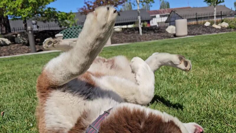 Bark Park - Big Bear Lake, CA