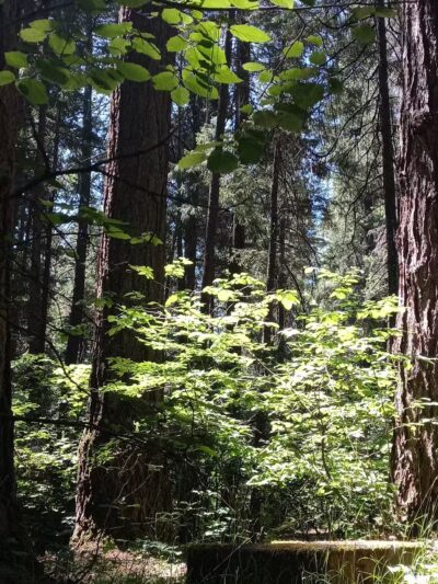 Deadlun Campground - Big Bend, CA