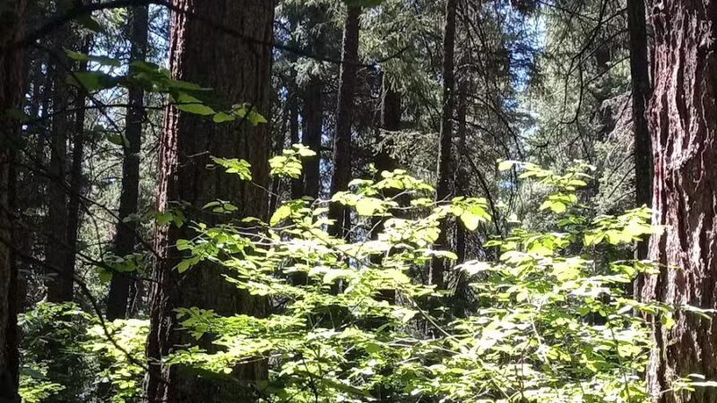Deadlun Campground - Big Bend, CA