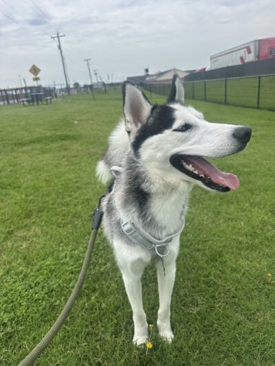 Dog Park at Love's Travel Stops - Big Cabin, OK