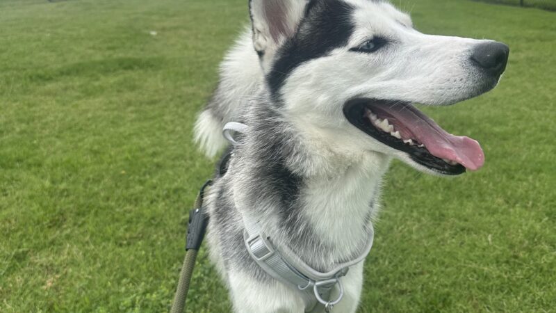 Dog Park at Love's Travel Stops - Big Cabin, OK