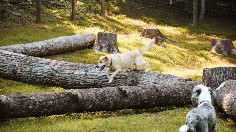 Happy Hound K9 Social Club - Big Island, VA