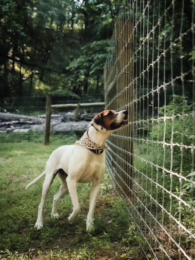 Happy Hound K9 Social Club - Big Island, VA