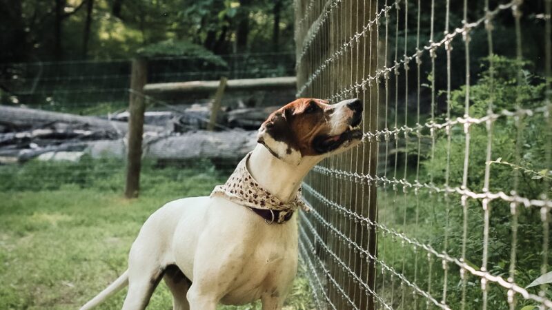 Happy Hound K9 Social Club - Big Island, VA