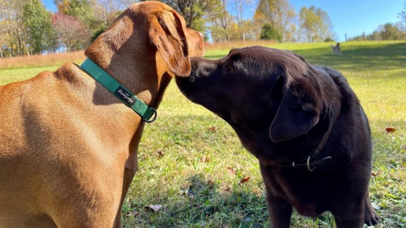 Happy Hound K9 Social Club - Big Island, VA