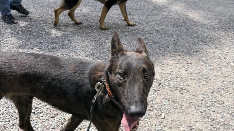 Bigfork Dog Training - Bigfork, MT