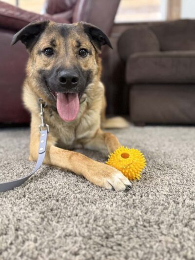 Bigfork Dog Training - Bigfork, MT