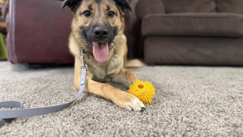 Bigfork Dog Training - Bigfork, MT