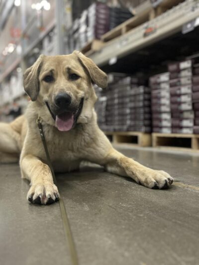 Bigfork Dog Training - Bigfork, MT