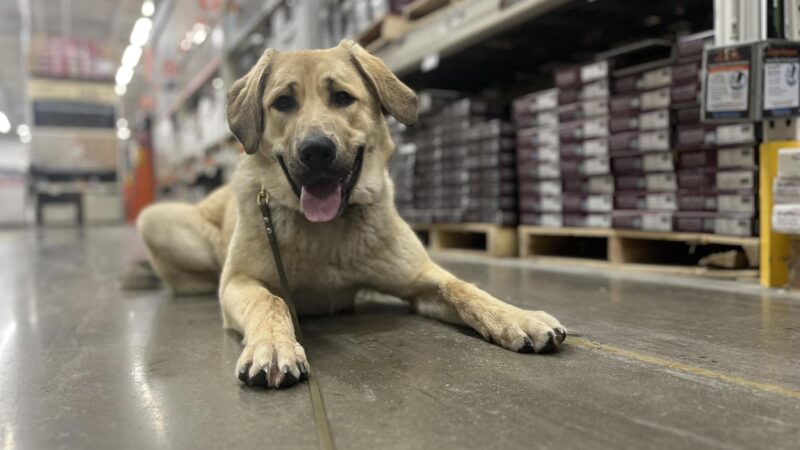 Bigfork Dog Training - Bigfork, MT